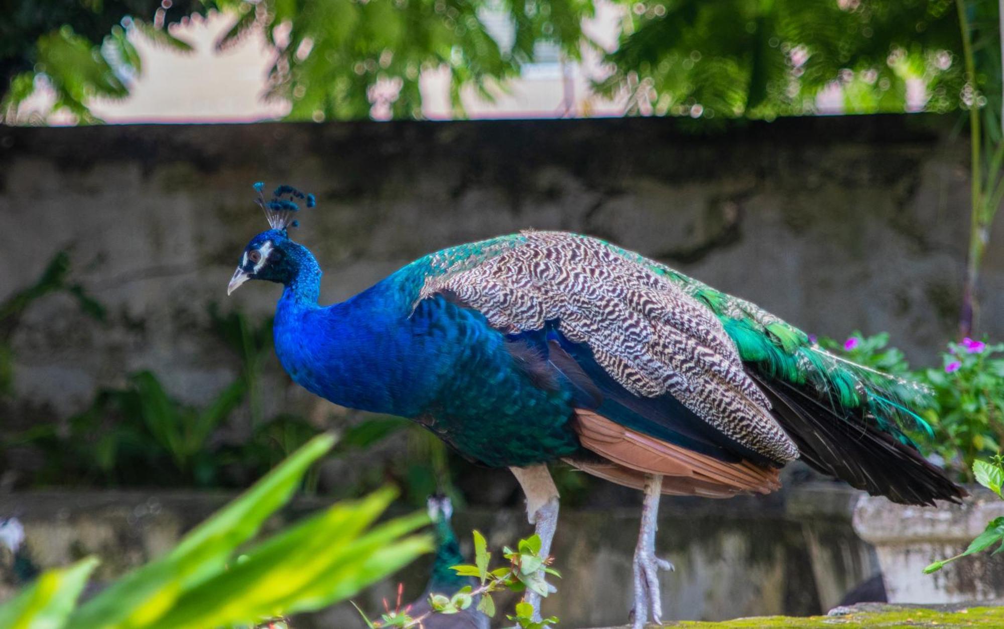 Sweetfield Manor Hotel Bridgetown Luaran gambar