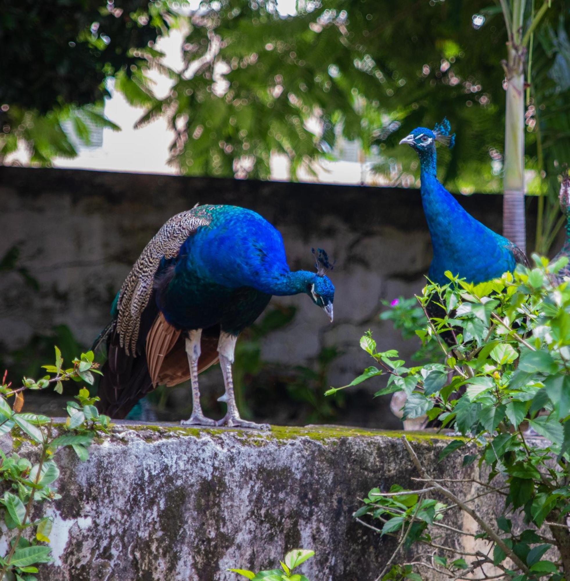 Sweetfield Manor Hotel Bridgetown Luaran gambar